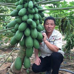 海南省樂(lè )東縣種植的木瓜